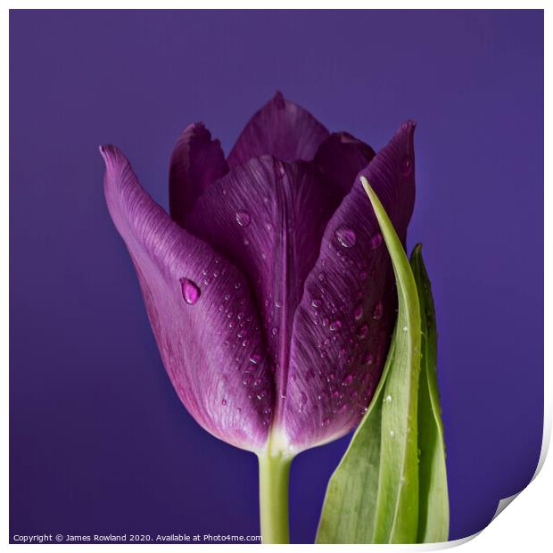 Purple Petals Print by James Rowland