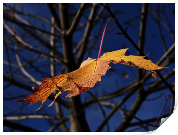 Last leaf of autumn Print by Darryl Luscombe