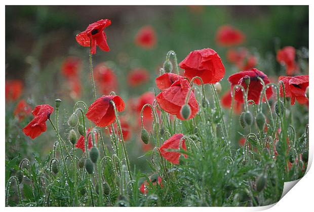 morning poppies Print by evelyn martin