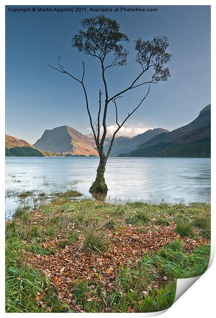 Silver Birch On Buttermere. Print by Martin Appleby