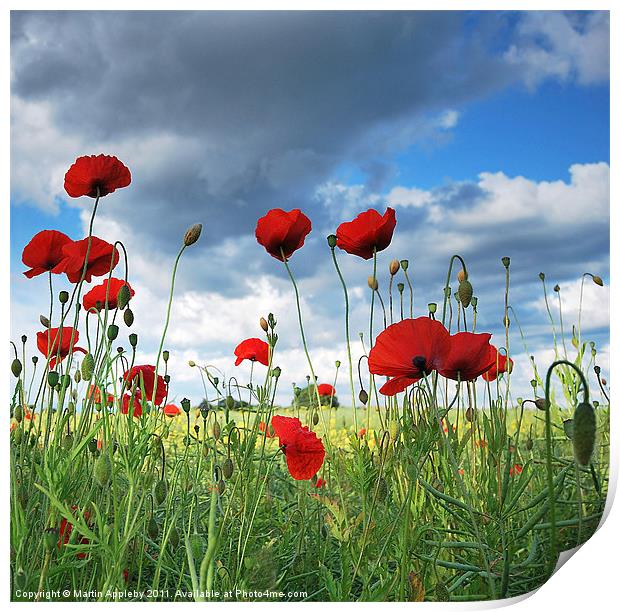 Yorkshire Poppies. Print by Martin Appleby