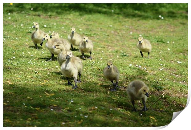 Young Canadian Gosling 1 Print by Dave Windsor