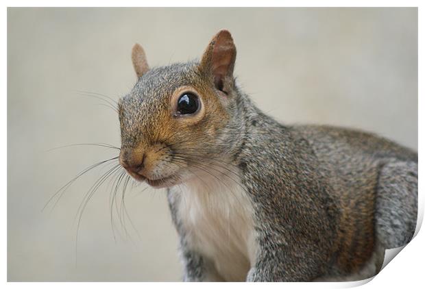 Squirrel (Close Up) Print by Dave Windsor