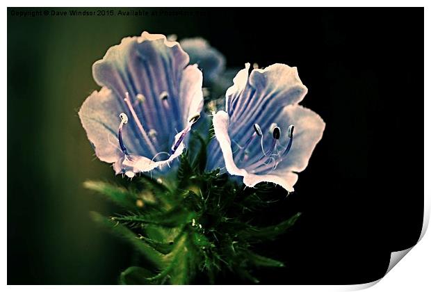  Blue Flowers Print by Dave Windsor