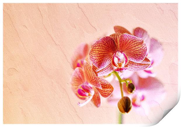 Orchid Print by Radovan Chrenko