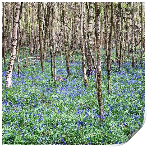 Bluebells in the woods, East Sussex Print by Nicolas Duperrier
