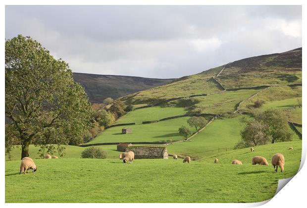 Grazing Sheep Print by Amy Rogers