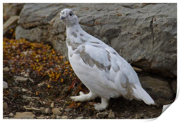 Ptarmigan Print by Amy Rogers