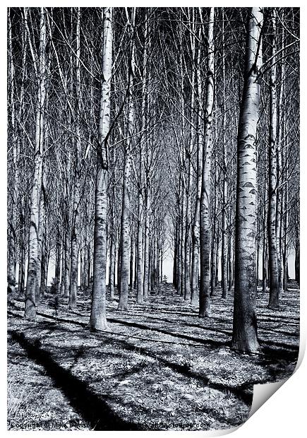 Shadows and Lines Print by Mike Dawson