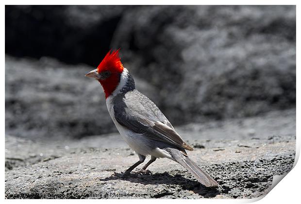 Red-Crested Cardinal Print by Mike Dawson