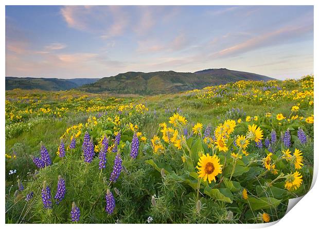 Meadow Of Spring  Print by Mike Dawson