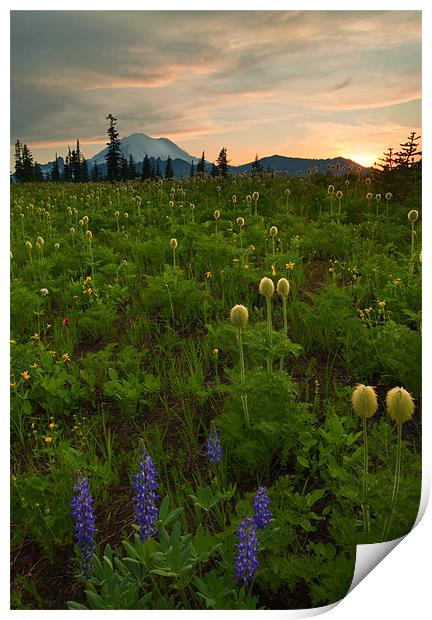 Rainier Wildflower Light Print by Mike Dawson