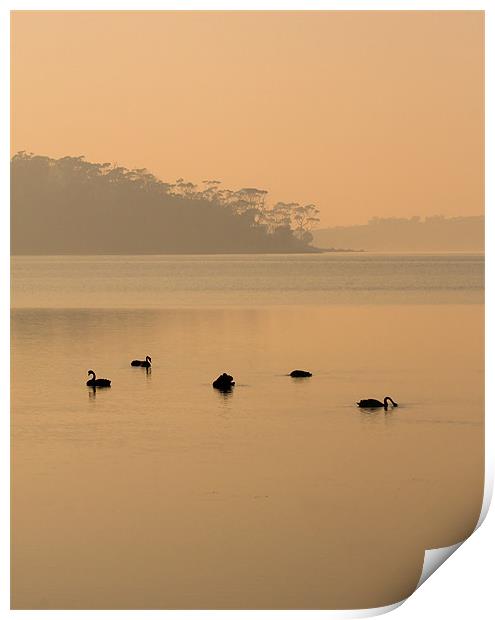 Black Swan Sunrise Print by Mike Dawson
