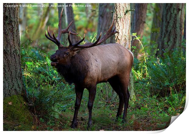 Roosevelt Elk Bugling Print by Mike Dawson