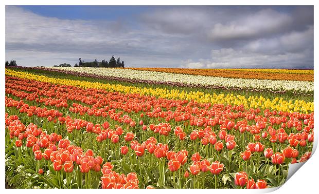 Across colorful fields Print by Mike Dawson
