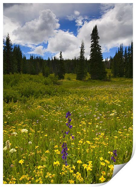 Wildlflower Meadow Print by Mike Dawson