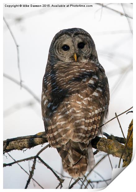 Barred Owl Stare Print by Mike Dawson
