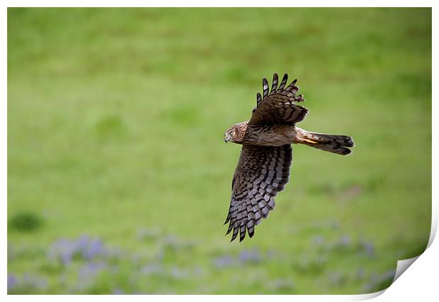 Northern Harrier Fly by Print by Mike Dawson