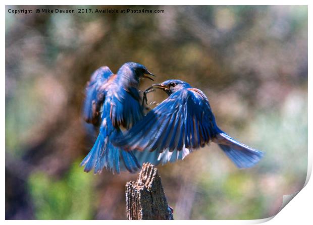 Bluebird Battle Print by Mike Dawson