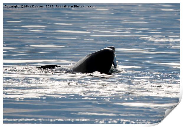 A young Orca grabs a Salmon Dinner as the Sun goes down near San Juan Island, Washington, USA Print by Mike Dawson