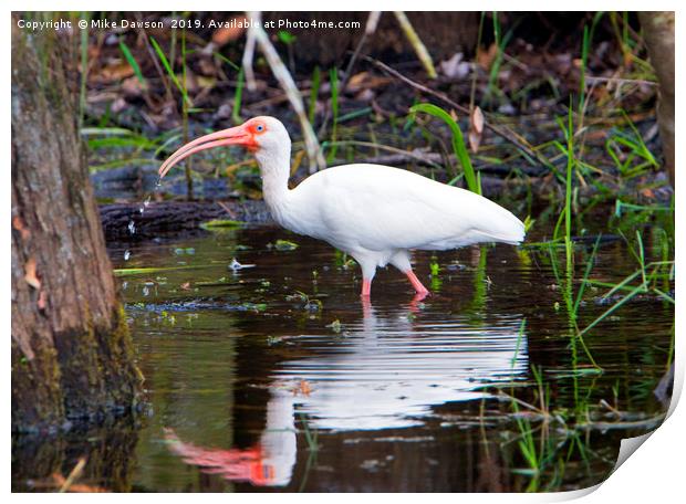 Ibis Drink Print by Mike Dawson