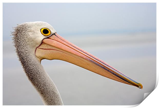 Pelican Profile Print by Mike Dawson