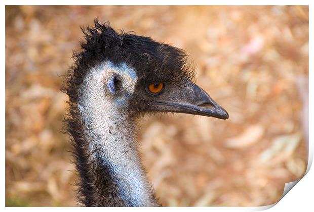 Emu Profile Print by Mike Dawson