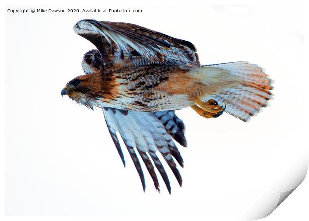 Red-Tailed Hawk Winter Flight Print by Mike Dawson