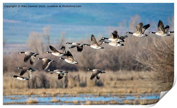 Canada  Geese Flock Print by Mike Dawson
