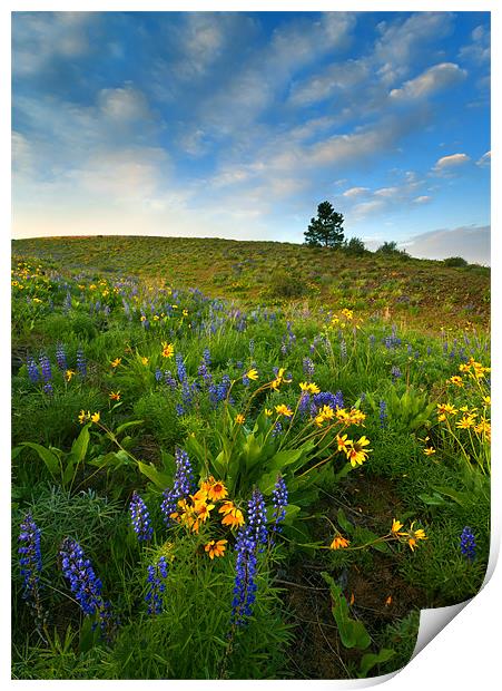 Meadow Gold Print by Mike Dawson