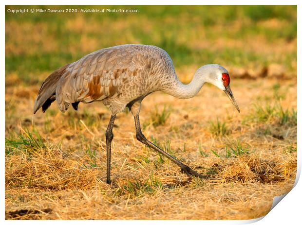 SandHill Crane Grazing Print by Mike Dawson