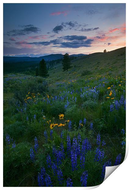 Sunset Meadow Trail Print by Mike Dawson