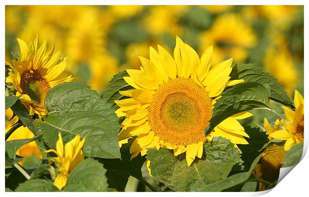 Sunflowers Print by Rick Wilson