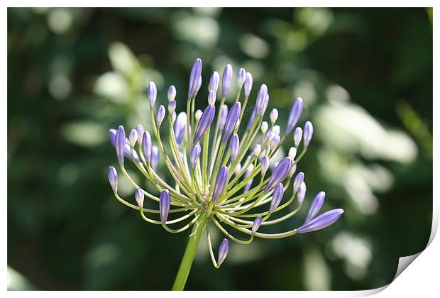 Awesome Agapanthus Print by Rick Wilson