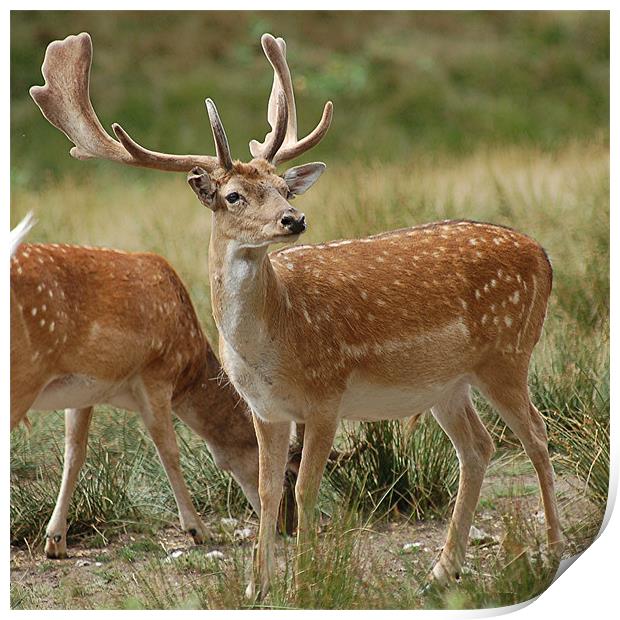 Fallow Deer Print by Matt Curties