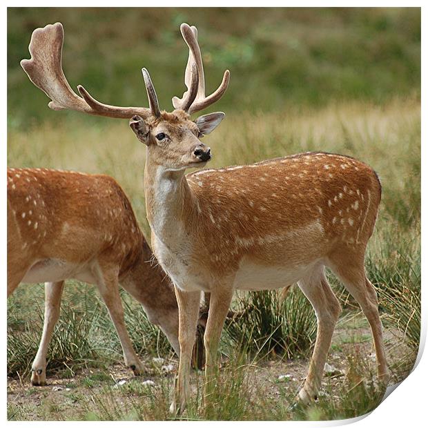 Fallow Deer Print by Matt Curties