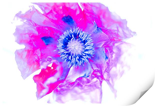 Abstract Poppy Print by Claire Gardner