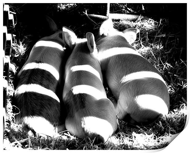 3 little pigs Print by rachael hardie