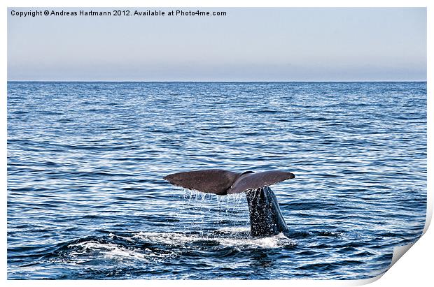 Whale dive Print by Andreas Hartmann