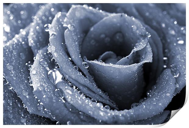 Frozen rose Print by Andreas Hartmann