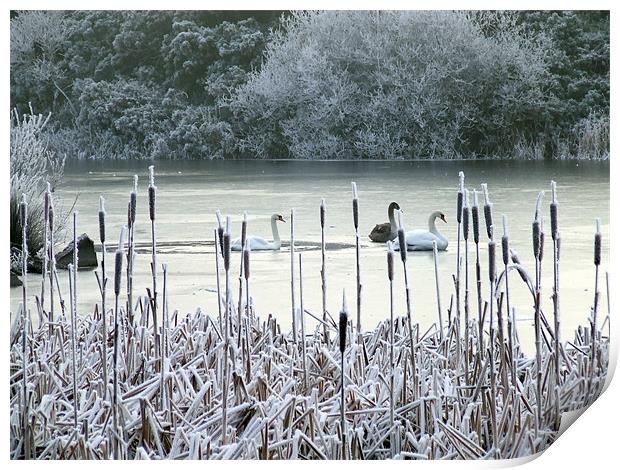Winter swans on frozen lake Print by Dave Wyllie