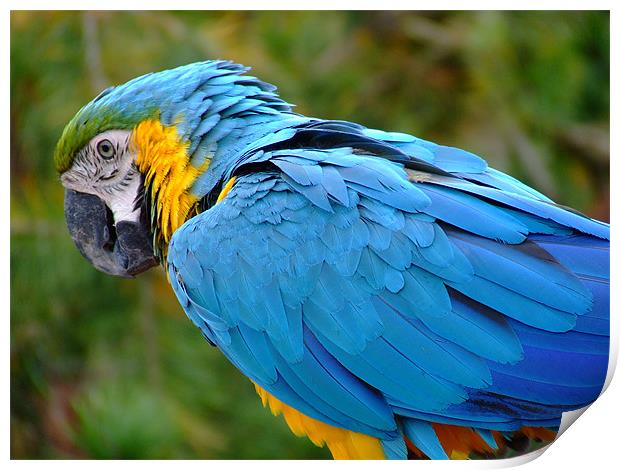 Parrot Print by Dave Wyllie