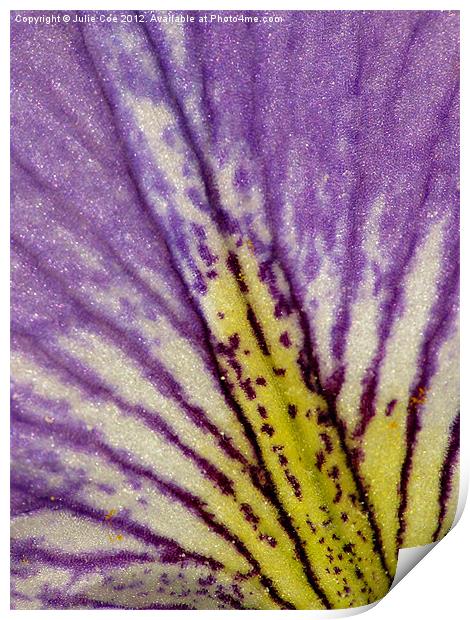 Blood Iris Petal Print by Julie Coe