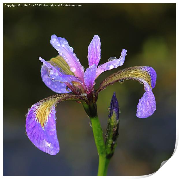 Purple Iris Print by Julie Coe