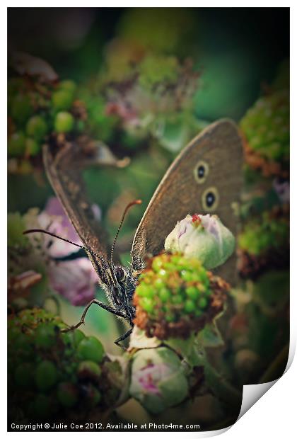 Ringlet Butterfly Print by Julie Coe