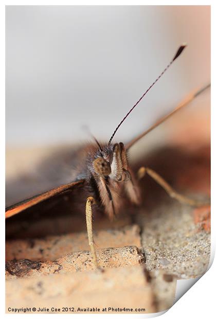 Red Admiral Print by Julie Coe