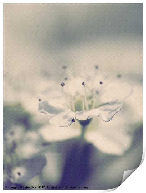 Spiraea Flower Print by Julie Coe