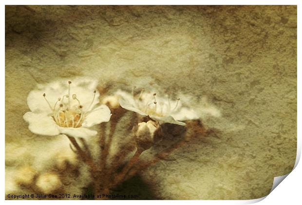 Flowers from a Spiraea Bush Print by Julie Coe