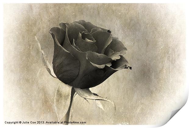 Black Rose Print by Julie Coe