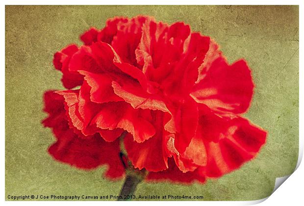 Red Carnation. Print by Julie Coe
